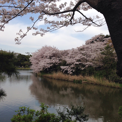 三渓園、お花見、桜