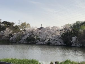 桜、2021