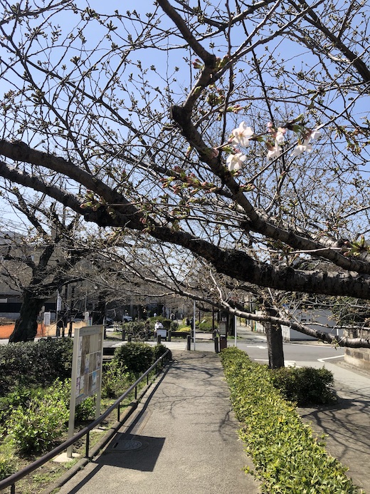 北沢緑道、桜、2024