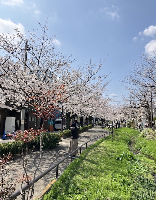 北沢川緑道、桜、ナンセンス下北沢