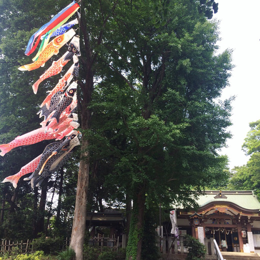 北澤八幡神社、こいのぼり、5月、魚紋
