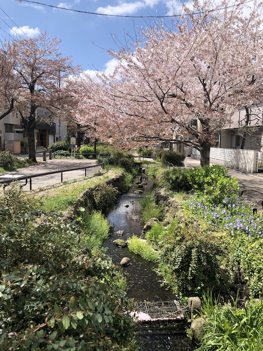 北沢川緑道、桜、2022、春