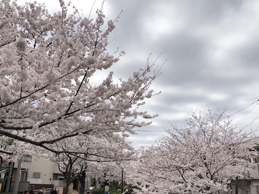 桜、満開、北沢川緑道、2022年