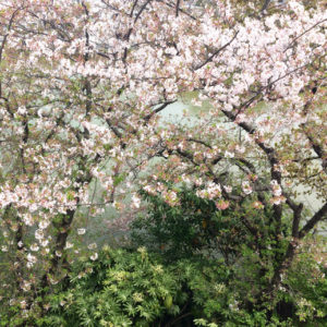 桜、葉桜、ゴールデンウィーク、東京蚤の市