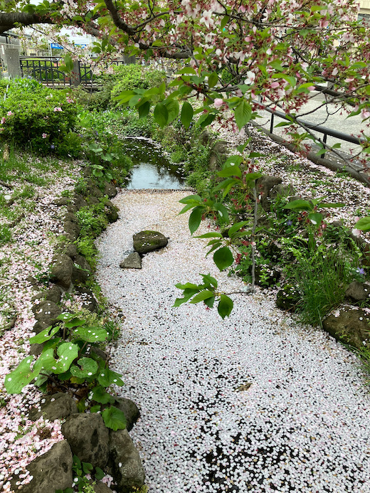 北沢川緑道の桜