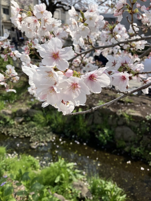 北沢川緑道の桜