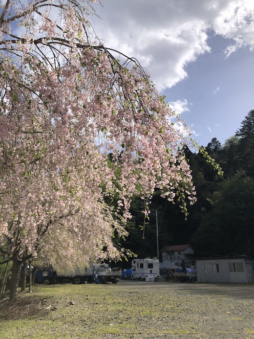 枝垂れ桜、寄、丹沢
