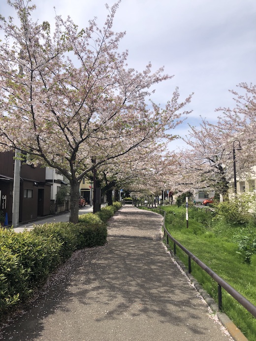 北沢緑道、葉桜