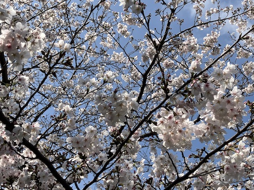 北沢川緑道、桜、ナンセンス下北沢