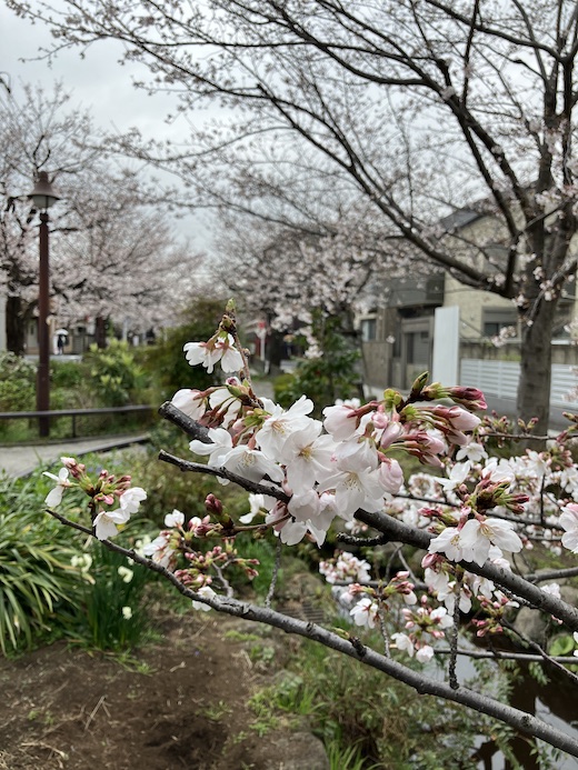 北沢川緑道、桜開花