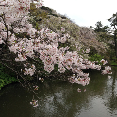 三渓園、桜、2016年