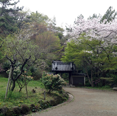 三渓園、桜、2016年