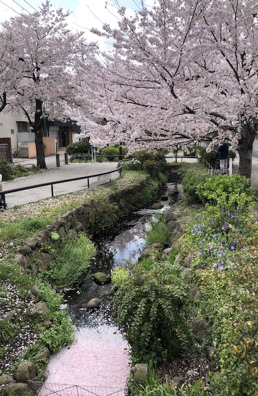 北沢川緑道、桜、2022年、満開
