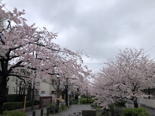 下北沢、北沢緑道、桜、満開