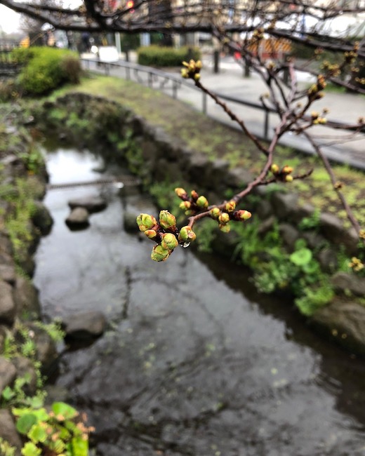 北沢緑道、桜、開花予想2024