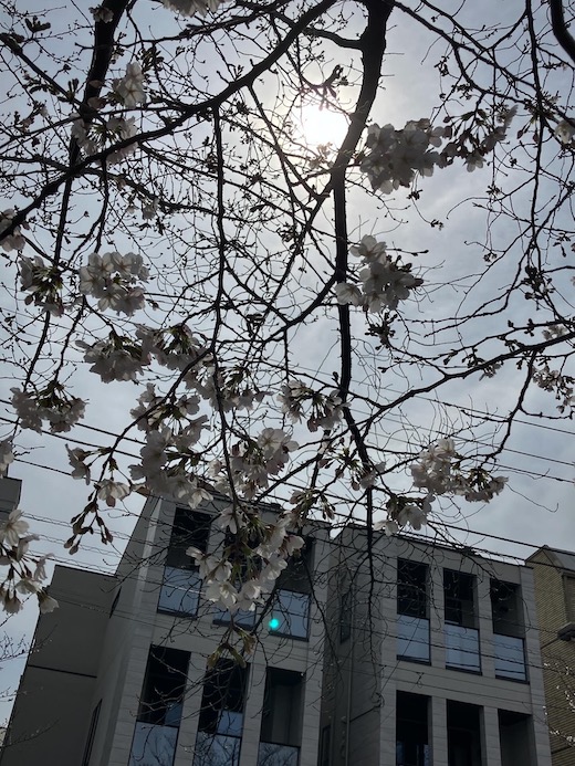 下北沢、北沢川緑道、桜