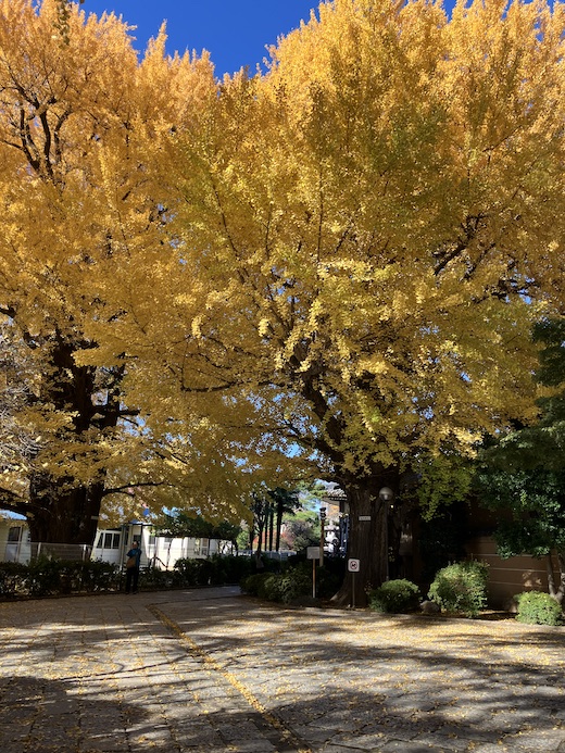 下北沢、森贋時、大銀杏