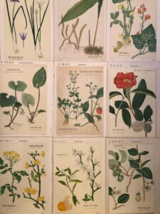 牧野富太郎、植物図譜、ボタニカルアート、明治本、石版画、植物図鑑