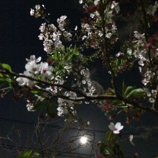 夜桜、下北沢、緑道