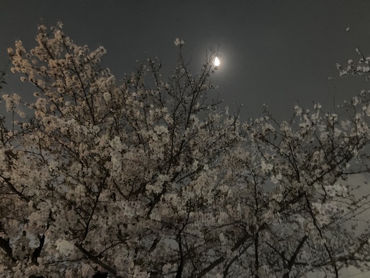 北沢川緑道の夜桜